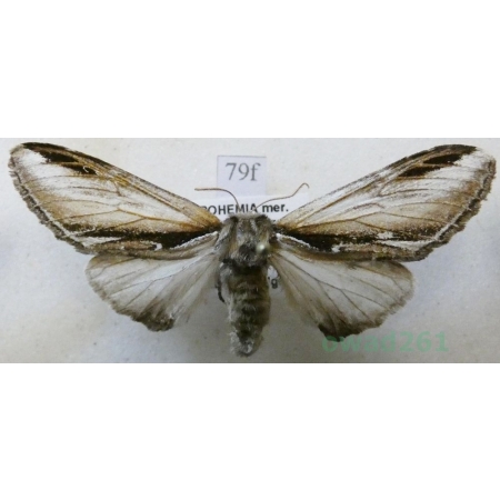 Pheosia gnoma (Fabricius, 1776) Garbatka brzozówka Czech79f